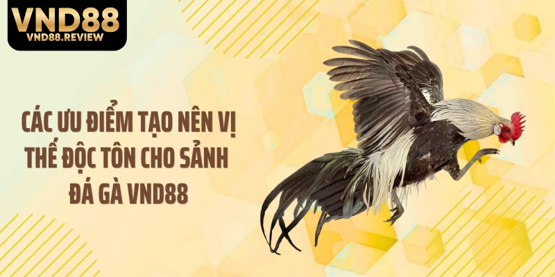 Các ưu điểm tạo nên vị thế độc tôn cho sảnh đá gà VND88