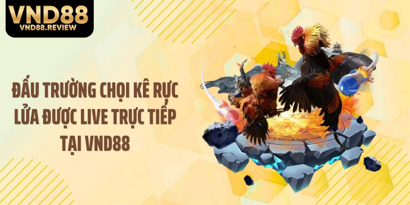 Đấu trường chọi kê rực lửa được live trực tiếp tại VND88