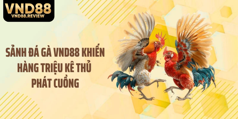 Sảnh đá gà VND88 khiến hàng triệu kê thủ phát cuồng