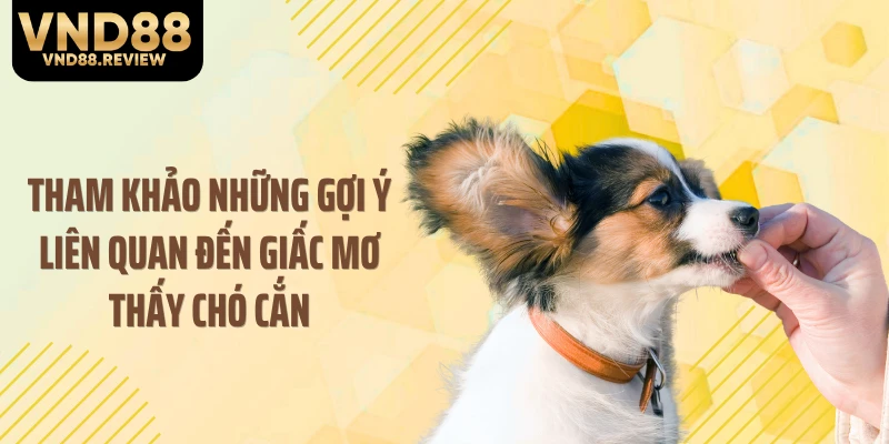 Tham khảo những gợi ý liên quan đến giấc mơ thấy chó cắn