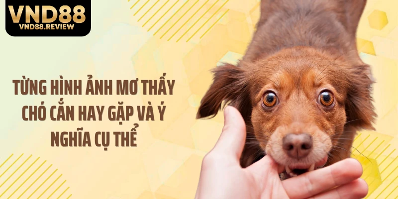 Từng hình ảnh mơ thấy chó cắn hay gặp và ý nghĩa cụ thể